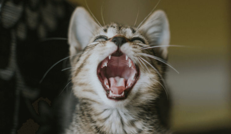 Kedi Tırmalaması Durumunda Yapılacak İlk Yardım Önerileri