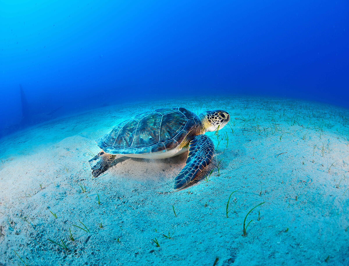 Caretta Caretta