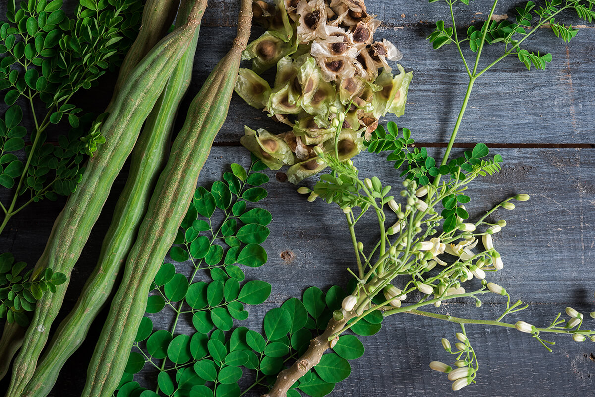 Moringa Bitkisi