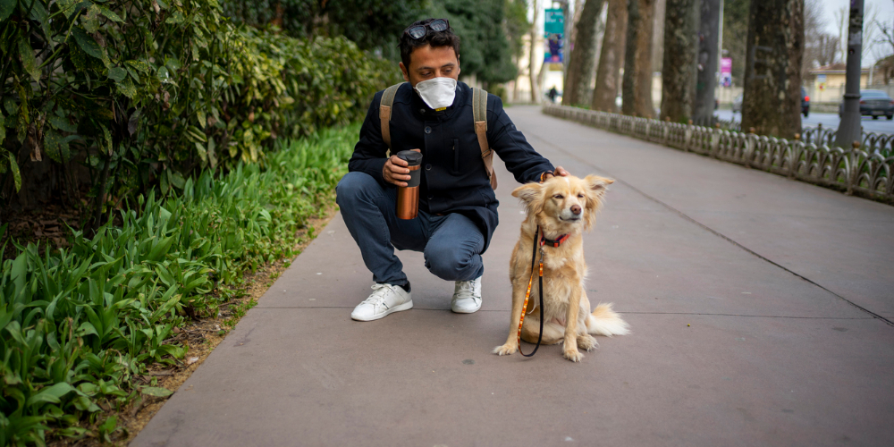 Yürüyüşten Sonra Köpek Nasıl Temizlenmeli