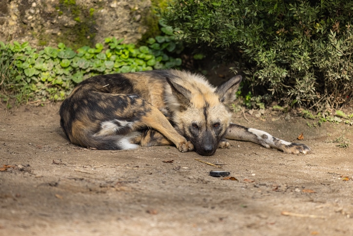 Köpek Isırırsa Ne Olur