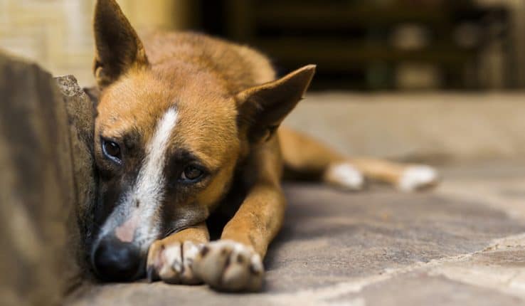Köpek Isırınca Ne Yapılmalı? Köpek Isırması Ne Zaman Tehlikelidir?