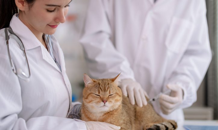 Kedi Aşıları Nelerdir? Kedi Aşıları Ne Zaman Yapılır?