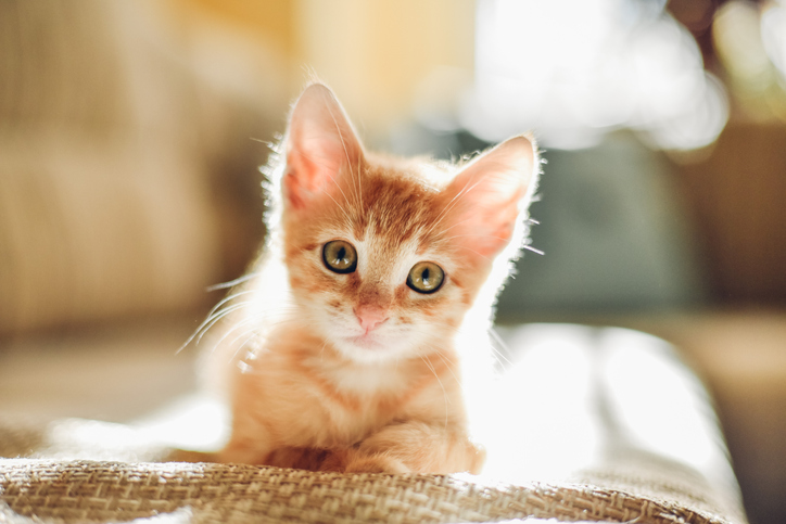 Yavru Kedi Aşı Takvimi