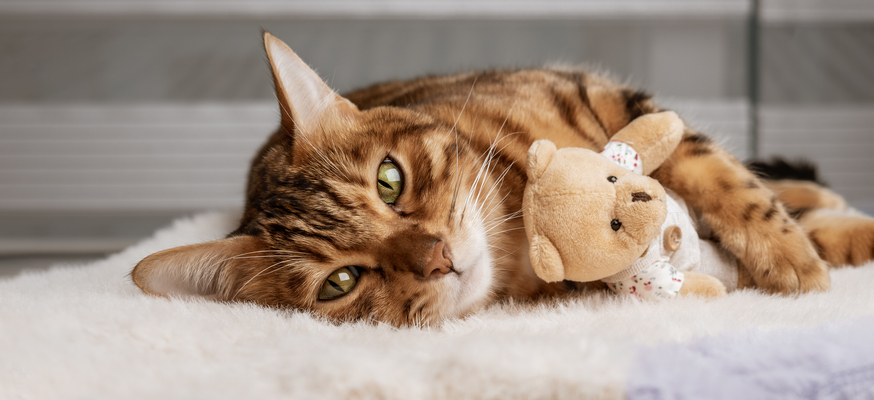 Yetişkin Kedi Aşı Takvimi