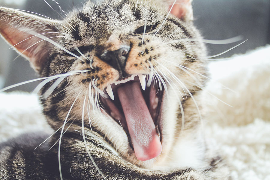 kedi tirmalamasi kuduz